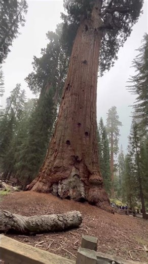 Albero del Generale Sherman 🌲USA 🇺🇸 .General Sherman Tree 🌲Sequoia park.