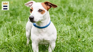 Best flea collar for dogs