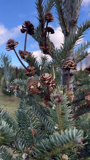 37 reactions | Maple Hill Farm - Barton, Vermont on Reels | Facebook