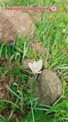 Peaceful Village Spring |Calm Wind Blowing | Relaxing Nature Sounds @naturepeacepk