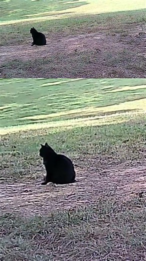 10 18 2025 Morning Trail Cam Visitors Deer & Cats at the Homestead #naturerelaxing