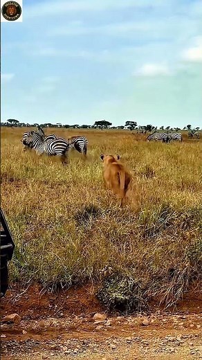 Lion vs Zebra — The Most Intense Hunt Ever Caught on Camera!