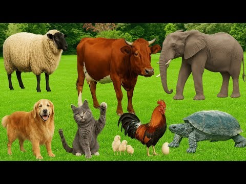 Farm Animal Habitats: Pig, Horse, Chicken, Dog, Cow, Cat, Tiger, Sheep – Farm Animal Sounds