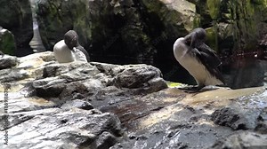 Common Murre. The common murre spends most of the year at sea. In the summer, the breeding season, thousands of these murres head to the cliffs, where each pair lays a single egg.