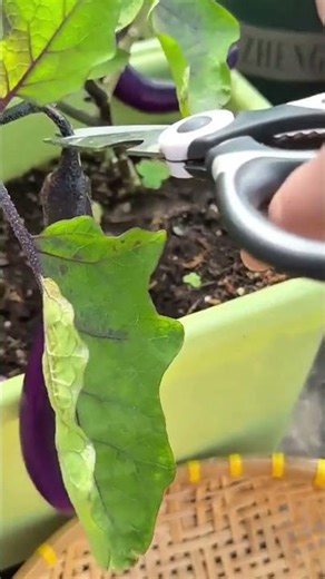 harvesting purple eggplants from a green pot in the garden using sharp metal pruning scissors