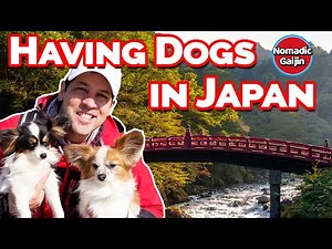 What's it like having dogs in Japan?
