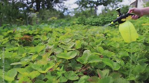 Spraying strawberries for better flowering, protection from diseases and pests. Spraying with boric acid and copper sulfate, background. Treatment of plants at the dacha in summer. Slow motion. Copy