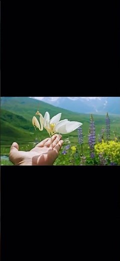 Rare White Lotus Mantis Spotted in Kashmir | Stunning Nature Discovery!