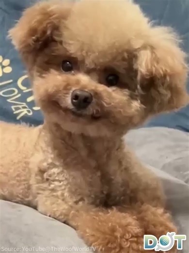 Pure happiness: Joyful dogs captured in heartwarming videos