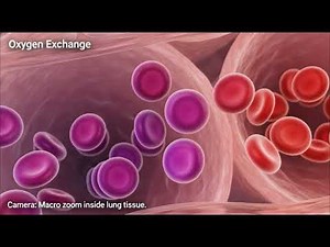 Inside the human Body:Anatomy Visual in 3D