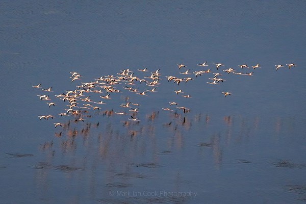 Largest flock of American flamingos in a decade spotted in Florida Everglades