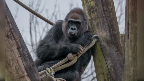 Memphis Zoo mourns death of 'beloved' gorilla