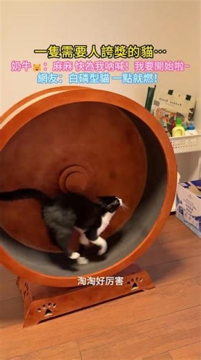 A cat that needs praise ✨ Cow cat 🐱: Mom, cheer for me! 💖 I'm about to start! ✨ Netizen: White ph...