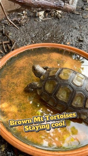 Heat Wave? This Tortoise Knows How to Stay Cool 🐢💧