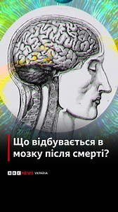 180K views · 2.2K reactions | Що відбувається в мозку після смерті? Заварюйте каву і вмощуйтеся дивитися: відео довге, але цікаве! #мозок #наука #люди #цікаво | BBC News Ukrainian | Facebook