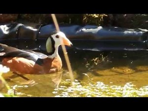 Sunny day for African Pygmy geese (Nettapus auritus)