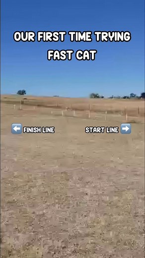Your dog probably likes Fast CAT even if they don’t know it yet! It is rare that I meet a dog that actually does not like Fast CAT. But I do often meet people who are disappointed because their dog didn’t complete a run, or needed help getting down the whole lane because they were confused. The owner assumes that means their dog doesn’t like or isn’t good at this sport. I understand why people think this, especially people new to dog sports! But if there’s one thing I’ve learned as a dog sports 