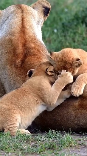 Two Baby Lions Play-Fight Under Mom's Watchful Eyes! ❤️ Watch these adorable baby lions engage in a playful battle while their majestic mother keeps a close eye. A heartwarming glimpse into wild family life! #LionCubs #WildlifeMoments #BabyLions #AnimalReels #NatureLovers #FacebookReels #viralreels #CuteAndWild | Real Mystery Files | Facebook