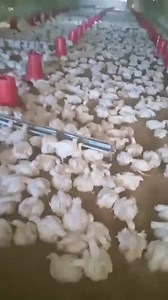 2.3K reactions · 276 shares | Adel Adel on Reels | Facebook