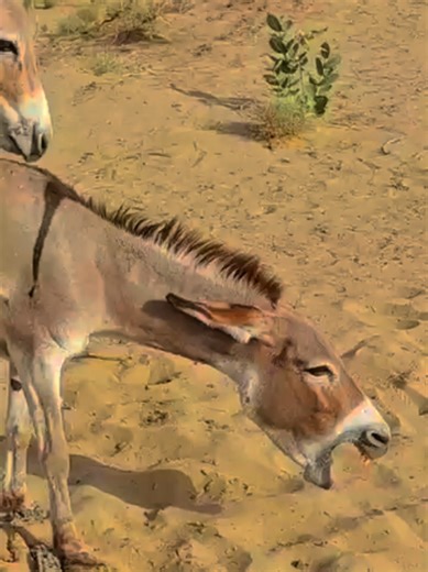 Happy Life with Black Donkey Breeding