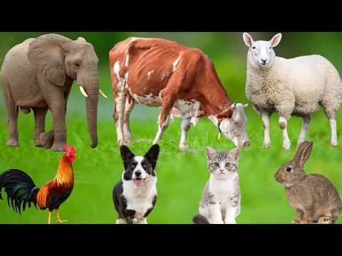 Playful Farm Animals: Dog, Cat, Pig, Cow, Sheep, Rabbit, Monkey, Parrot, Tiger – Cute Animals
