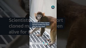 A cloned monkey has been alive and 'healthy' for two years, scientists in China have said #itvnews - The Global Herald