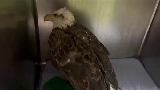 Bald eagles getting lead poisoning from eating bullets is unfortunately just about the most American thing I've ever heard in my entire life