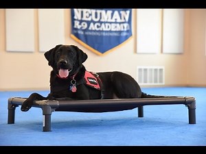 Frankie (Labrador Retriever) Psychiatric Service Dog Demonstration