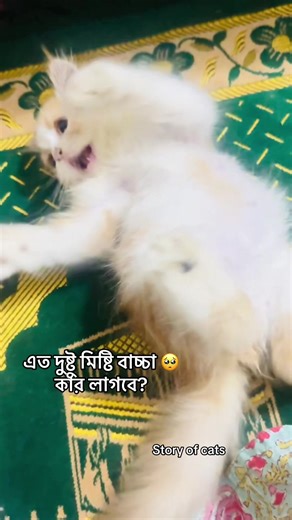 Adorable Mischievous Kittens Captured on Camera