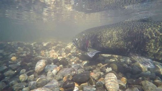 First time in decades, chinook salmon spawn in upper Columbia River