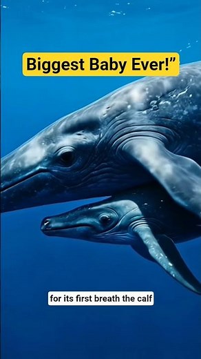 How Blue Whales Give Birth? Blue Whale Mother & Baby Facts