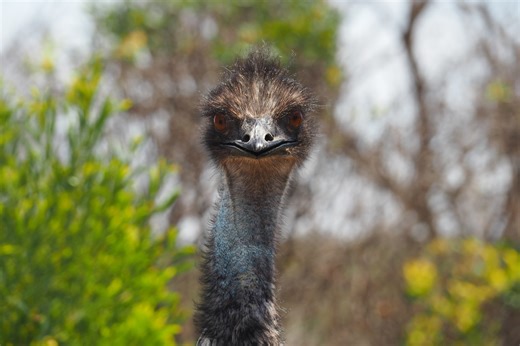 ‘Escape artist’ emu takes unauthorized jaunt down U.P. highway