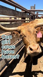 Horns: they’re not just for boys. That’s right! Both male and female cattle can naturally grow horns, depending on their breed. So if you see a “girl cow” with horns, it doesn’t mean she’s secretly a bull! 😄 Horn growth isn’t a gender thing, it’s a genetic one. #dairy #beef #cows #steers #bulls #horns #cattle #polled #vet #animalfacts #dairydoc #dairykind | Dairy Doc