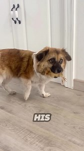 27K views · 861 reactions | She caught her dog bringing home a chick and his reaction is hilarious ❤️ #animals #pawgasm #pets #PetReels #dog #doglover #dogreels #funnydogs #doglife #animallover | Pawgasm | Facebook