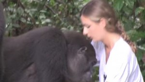 Retrouvailles émouvantes entre un gorille et une jeune femme 12 ans après leur séparation