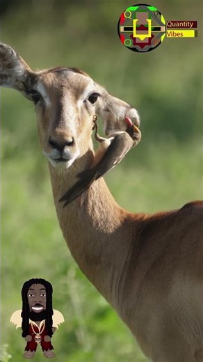 Oxpecker Terror #shorts, #natureasmr, #oxpecker
