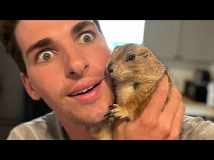 How to Catch and Cook Prairie Dog (Speedrun 100% 0 Deaths!!!)