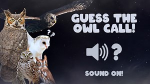 One last owl call quiz before the ARC's Owl At The Moon event this weekend! This one is a rather common vocalization. Many recognize it but not everyone can name which animal makes the noise. Can you name which owl in Florida makes this call? We will post the answer tomorrow. #avianreconditioningcenter #arc #birdsofprey #birds #bird #raptors #raptor #animalcare #animalcarecenter #wildlife #wildliferescue #wildliferehab #nonprofit #charity #education #followformore #owl #GuessWho #guesstheowl | T