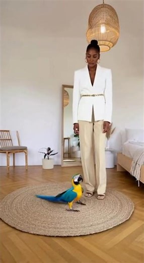 Parrot Crushes Her Catwalk! 😂 “I Walk Better Than You!” | Funny Model Moment
