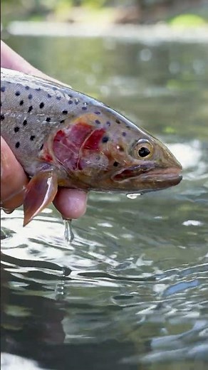The Best Flies for Fall Fly Fishing: 10 Must-Have Patterns