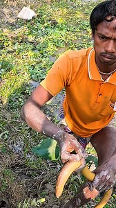Big Eel Fish Catch By Hand #fish #village #fisherman #fishing #fishinglife | JP Fishing