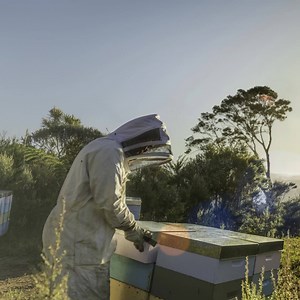 Manuka Honig aus Neuseeland: Kraftvoll, wertvoll, aktiv. Das Superfood ist mehr als nur Honig. | Manuka Health