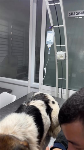 💔 The news are not good… 💔 The poor little stray dog we rescued today is positive for Babesiosis — a deadly disease transmitted by ticks if not treated in time. 🌡 His body temperature is 40°C. 🦴 At the same time, he is suspected of a fracture to his left leg. More investigations are urgently needed. This little soul is fighting on two fronts at once… 😭 📉 We have NO spare funds for emergencies 📉 We are drowning in vet bills 💔 We are no longer coping with the costs Too many broken souls… T