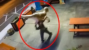 2.3K views · 26 reactions | 15 “Real” Dinosaurs Caught on Camera | T1 Mysterious & Discovery | Facebook