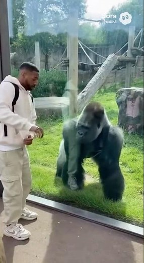Gorilla Spins Like a Windmill on the Glass! 🦍💨🤣