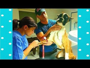 Best Funny Dog Reaction When Injected|| Funny Baby and Pet