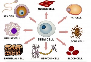 Embryonic Stem-Cell Research: Experts Debate Pros and Cons