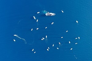 Ο Αυθεντικός Μαραθώνιος Κολύμβησης αναβίωσε 2.500 χρόνια μετά στο Αρτεμίσιο - ΤΑ ΝΕΑ