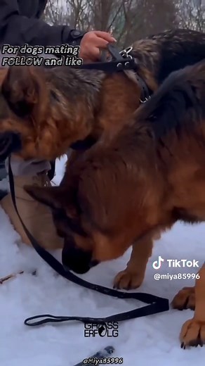 German shepherd Dogs Mating 🐶🔥 | Strong Breed in Action Hashtags: #germanshperd #DogsMating #DogBreeding #CanineBehavior #AnimalNature #DogLife #DogLovers #PetEducation #DogFacts #DogWorld 🐾
