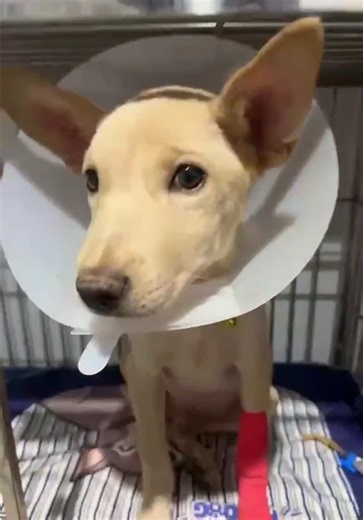 น้องดิจิตอลต้องได้รับการถ่ายเลือดเนื่องจากภาวะโลหิตจางและเกร็ดเลือดต่ำ และกำลังพักรักษาตัวภายใต้การดูแลอย่างใกล้ชิดของทีมสัตวแพทย์ค่ะ 💖🐶 #โรงพยาบาลสัตว์ทรัพย์บุญชัย #ถ่ายเลือดฉุกเฉิน #แอดมิด #ตรวจเลือด #ถ่ายเลือดสุนัขและแมว